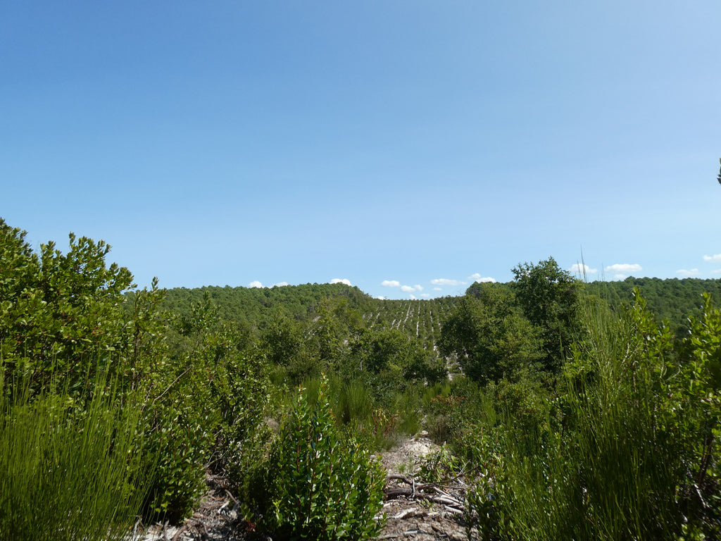 DROP - MERVEILLE DES LANDES BIO - Soin de peau Sensible Régénération Intégrale